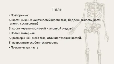 Модель скелета женского таза с подвижными головками бедренных костей - 3B  Smart Anatomy - 1000135 - A62 - Модели гениталий и таза - 3B Scientific