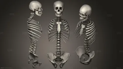 Xray Of A Male Таза И Бедренной Кости — стоковые фотографии и другие  картинки Большой вертел - Большой вертел, 30-39 лет, Анатомия - iStock