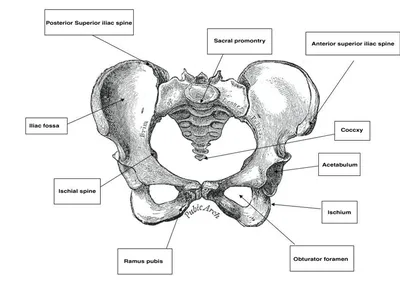 Анатомия, биомеханика, асаны для ног. Часть 1. Скелет нижней конечности.  Сайт Киселёвых Алексея и Татьяны