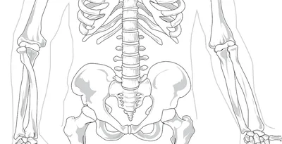 Перелом седалищной кости: опасность, сроки восстановления и методы лечения