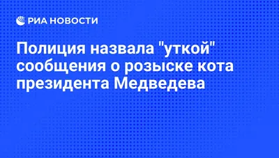 Правительство России обязало открыть подвалы домов для животных » Кошка  Ветра