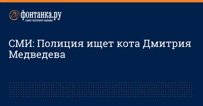 Коты из отдела PR - Питомцы Mail.ru