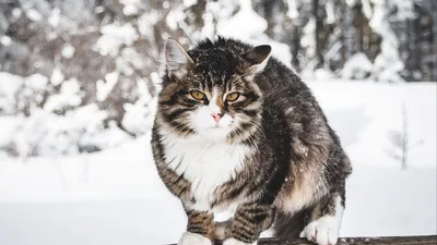 Снежный кот (56 фото) - 56 фото