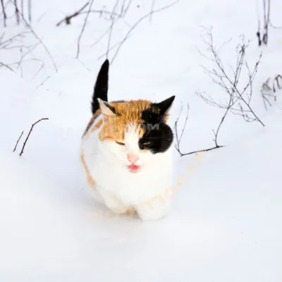 Кот зимой картинки
