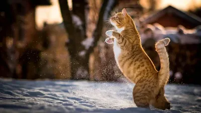Стряхни свои проблемы, как этот котик снег) | Пикабу