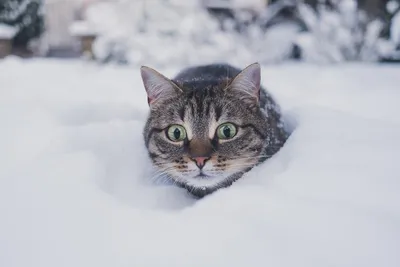кот в снегу смотрит в камеру, картина зимнего кота, кошка, зима фон  картинки и Фото для бесплатной загрузки
