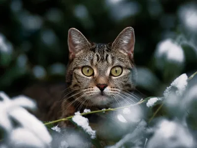 Красивый пушистый,рыжий кот зимой,…» — создано в Шедевруме
