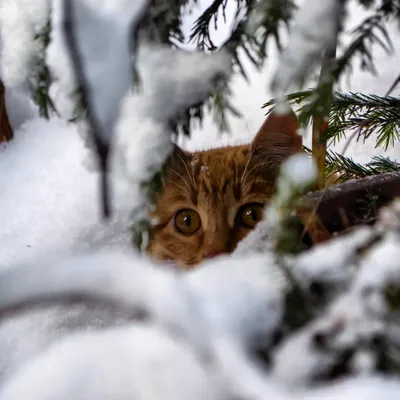 Кот идет Outdoors в зиму Красивая природа зимы и красный кот O Стоковое  Изображение - изображение насчитывающей красивейшее, имбирь: 146706559