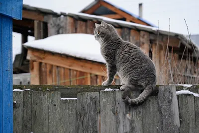 Первая зима рыжего кота) | Пикабу