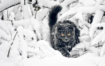 Кот Серый Зима - Бесплатное фото на Pixabay - Pixabay