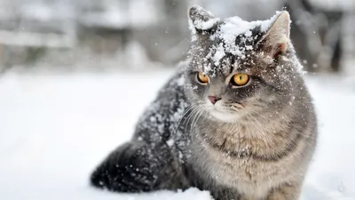 Три кота | Сборник Зима пришла | Мультфильмы для детей - YouTube
