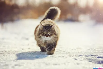 зима tabby кота фона стоковое фото. изображение насчитывающей зима -  14234664