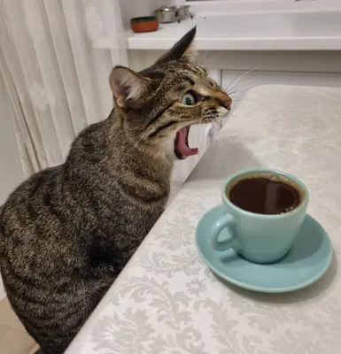 Кот с большой чашкой кофе стоковое фото. изображение насчитывающей капучино  - 178238992