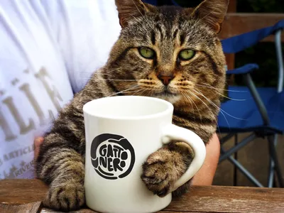 Кот с чашечкой кофе стоковое фото. изображение насчитывающей чашка -  194874260