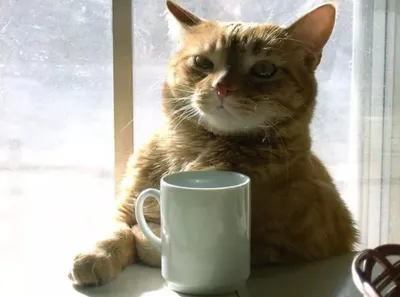 Смешной счастливый кот с большой кружкой кофе Иллюстрация вектора -  иллюстрации насчитывающей питье, острокомедийно: 104283361