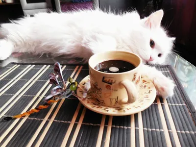 кот сидит рядом с открытой книгой с красной чашкой и кофе, кошка, высокое  разрешение, привлекательность фон картинки и Фото для бесплатной загрузки