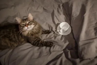Кофе Латте Макиато с лицом кота, …» — создано в Шедевруме