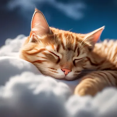котик спит | Милые животные, Котенок, Животные