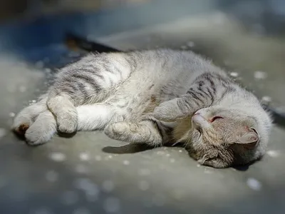 Котик спит, и мне пора #кот #сон #спящийкот #совершенство #cat #bestcat  #mycatisbetterthanyours #purr #perfection #ilovemycat | Instagram