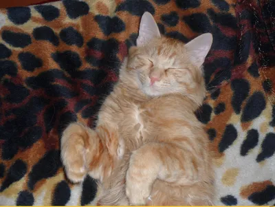 Котенок спит Стоковые фотографии, картинки, все без лицензионных отчислений  - Envato Elements