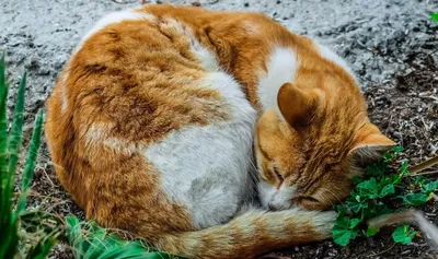 Кот лежит и спит на спине, раскинув лапы вверх – почему и норма ли это?