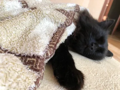 Котик спит на подушке | Пикабу