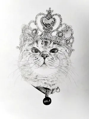 Рисунки для срисовки котики: красивые и легкие | Cartoon cat drawing, Cute  cat drawing, Cat sketch
