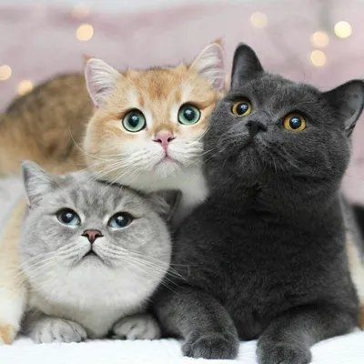 Три котика (56 фото) | Котята, Товары для животных, Милые котики