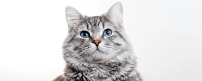 Фотографии кошка Фэнтези Волшебные животные