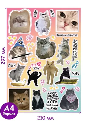 Имена и клички для кошек и котов - Зоомагазин MasterZoo