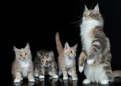 Смешные коты (60 фото) | Смешные фотографии кошек, Хмурый ... | Смешное  видео о кошках, Котята, Забавные фото