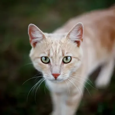 Коты воители арт» — создано в Шедевруме