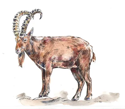 Фигурка животного «Домашний козел», длина 28 см купить в Чите Фигурки в  интернет-магазине Чита.дети (5155904)