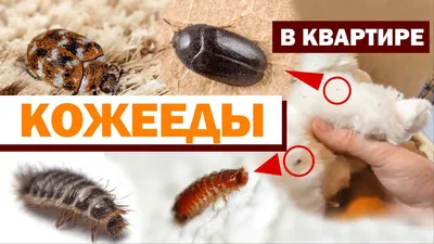 Чем опасен жук-кожеед и как его выгнать из дома: инструкция |  Рамблер/субботний | Дзен