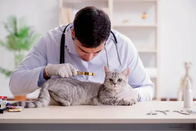 Акне у кошек: как и чем лечить + фото