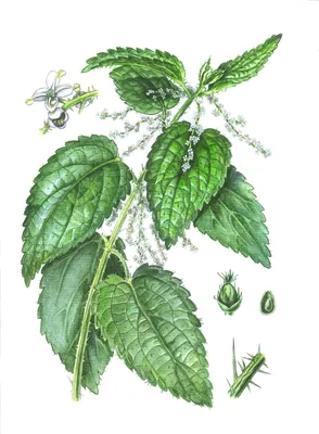 Крапива двудомная (Urtica dioica L.)