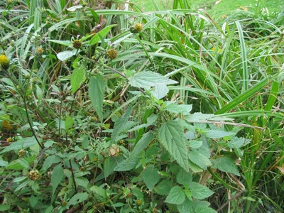 Крапива двудомная, листья 1,5гр*20 ф-п ЛекраСэт (Urtica dioica L.) |  Интернет-магазин \"Сила природы\"