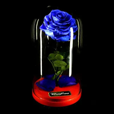 Розы в колбе, как в произведении «Красавица и Чудовище», продают в  Петербурге | Blog Fiesta
