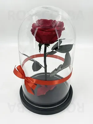 Стабилизированная роза - купить в Москве с доставкой недорого