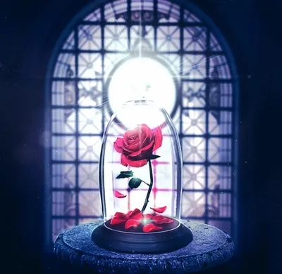 Красавица и чудовище роза - красивые фото