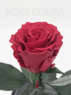 Сохраненные цветы Красавица и чудовище, красная вечная роза в стеклянном  куполе, подарки на свадьбу, день рождения, День Святого Валентина,  Рождество, годовщину | AliExpress