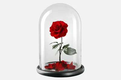 Роза в колбе долговечная из сказки Красавица и Чудовище маленькая высота 27  см (id 87614938), купить в Казахстане, цена на Satu.kz