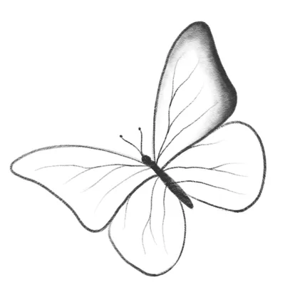 Бабочки для срисовки - 141 фото