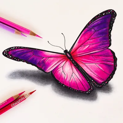 Рисунки бабочек цветные легкие - 46 фото