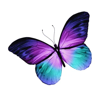 Трафареты: бабочки. Цветная подборка. Смотри еще подборки на странице  @Pamatushta | Бабочки, Картинки, Рисунок