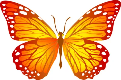 маленькая бабочка, бабочка, красивая, насекомое png | Klipartz