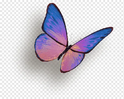 красивые цветные бабочки, летающие насекомыми, нарисованные на белом фоне.  набор иллюстраций художественного вектора. прост Иллюстрация вектора -  иллюстрации насчитывающей муха, средства: 230175469