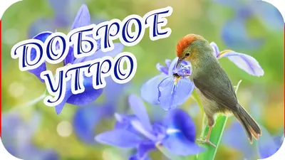 Зимние открытки \"Доброго утра!\" (236 шт.)