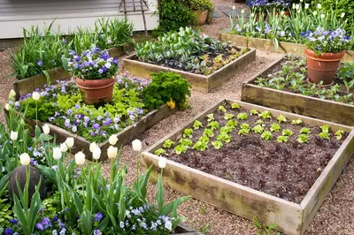 Красивые грядки клубники. 10 фото идей суперских проектов для дачи | Идеи  посадки растений, Вегетарианские сады, Идеи для садового дизайна