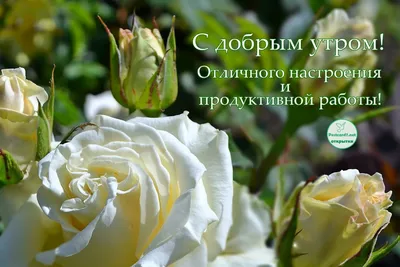 Доброе утро картинки цветы красивые розы - 68 фото